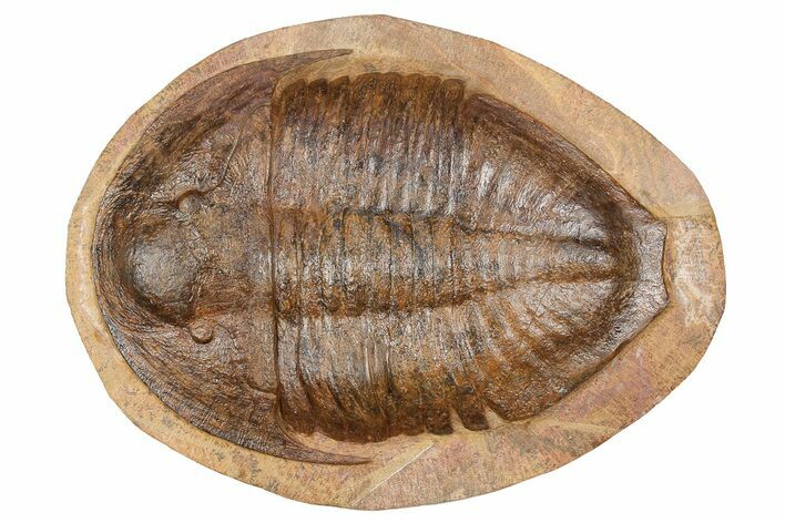 Bargain, Large, Asaphid (Basilicus) Trilobite - Morocco #258635